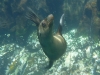 Sealions!
