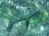 They watched us madly flippering about and snapping photos, and they didn\'t seem to mind a bit