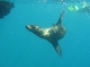 Effortlessly graceful and swift in the water (at least compared to me!)