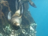 They had no problem swimming upsidedown...