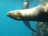 ...and managed to convince Maureen to copy them, which doesn\'t really work with a snorkel