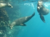 Eventually there were a whole bunch, at least seven sealions a-swimming