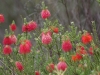 Just when you think you\'re wandering through a sage green and brown wasteland, flowers appear