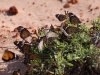 We saw pretty bugs, like these butterflies (note the stunt flier on the left)