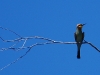 Australia\'s only bee-eater. Only species, I mean, obviously not the only one. I think he looks like Roger Federer. I\'ve been in the sun a lot