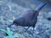 I\'ve got this Saddleback in here because he\'s rare. So rare that he only exists on a few off-shore islands where predators have been eradicated