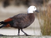The Paradise Shelduck, this one is female as the male\'s head is black. Trivia: shelducks are an evolutionary link between geese and ducks