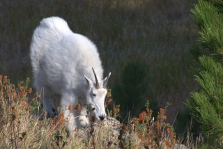 Fwuffy white mountain goat