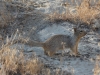 Mammal #2 - a Rock Squirrel