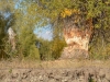 Mammal... drat, we didn\'t see the Beaver, just his handiwork!