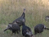 Wild turkey!