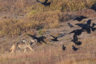 This wolf didn't like ravens pecking at his stinky dead elk!