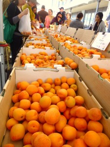Apricots in April