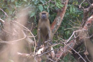 Baboon