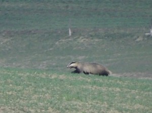 Badger rampage