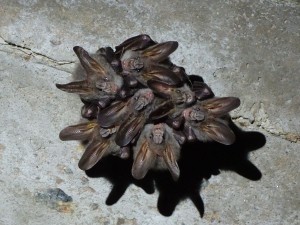Are we bats?