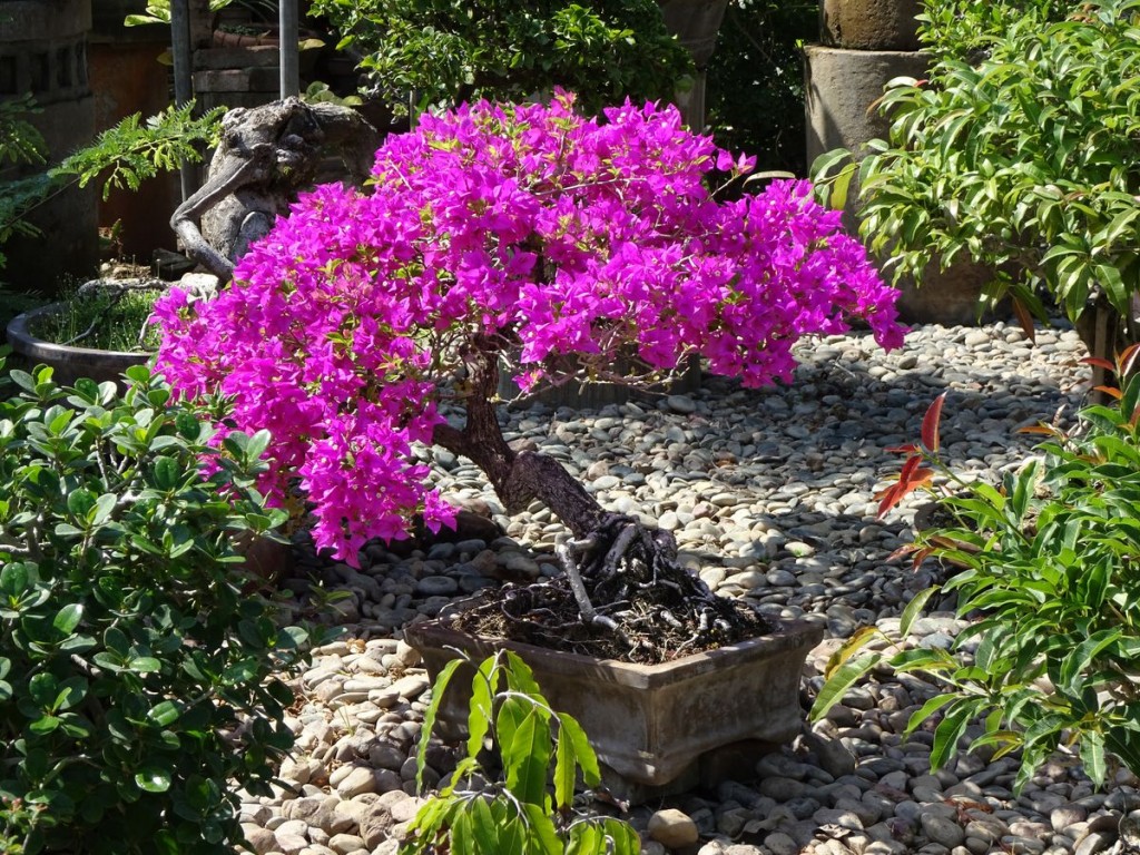 I want this bonsai
