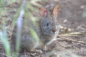 Brush rabbit