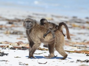 Baboon on the beach