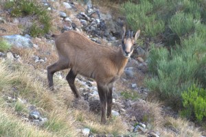 Consolation chamois