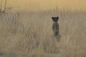Cheetah