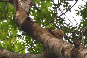 Colugos
