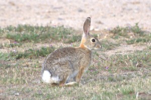 Desert cottontail