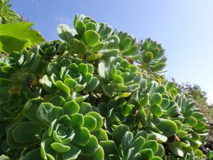 Succulents everywhere