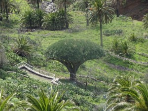 The only dragon tree