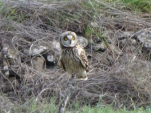 Short-eared owl