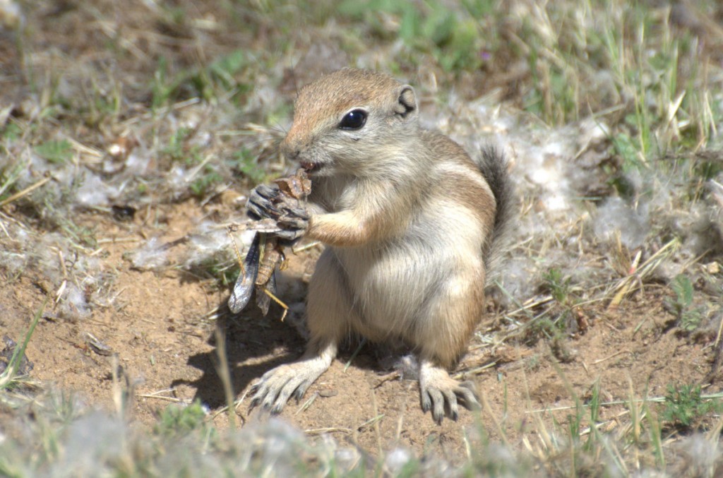 Antelope squirrel hunter!
