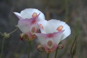 Painted flowers in the Pinnacles