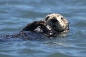 Sea otter