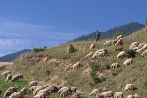 Shepherd! Rural bingo high score!