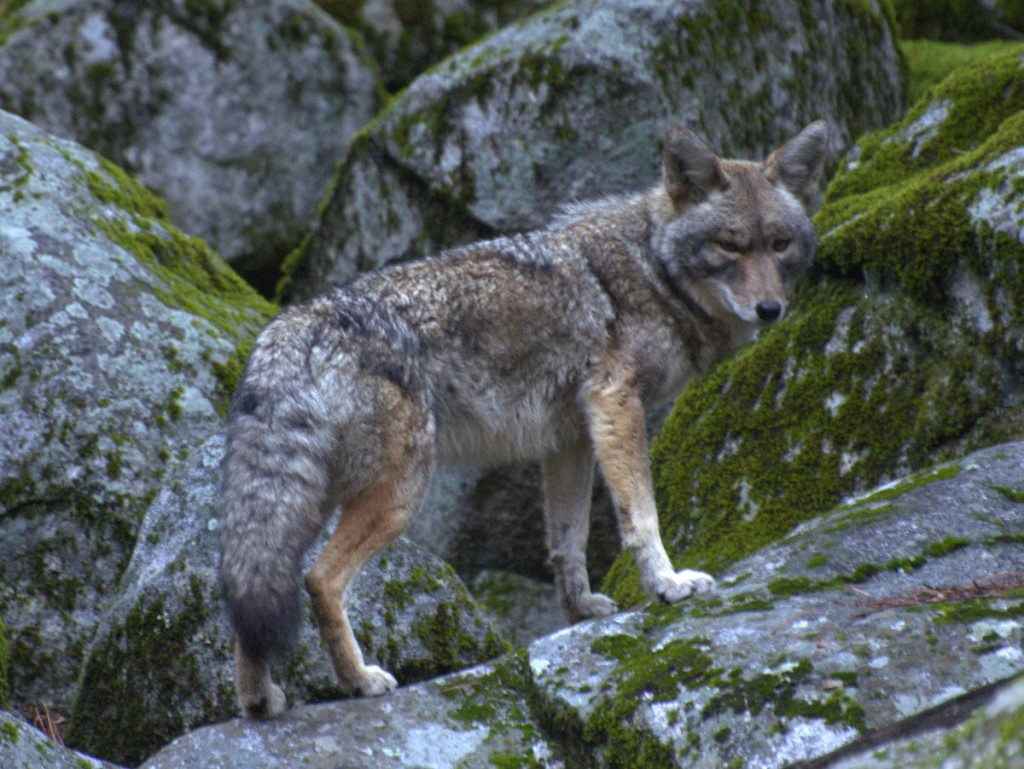 Coyote on the rocks