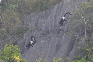 Delacour langurs
