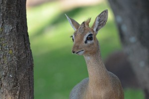 Damara dik-dik! D'aww!