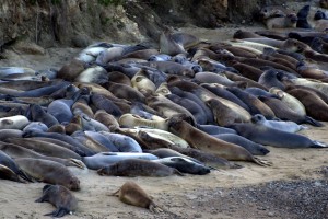 Elephant seal pileup