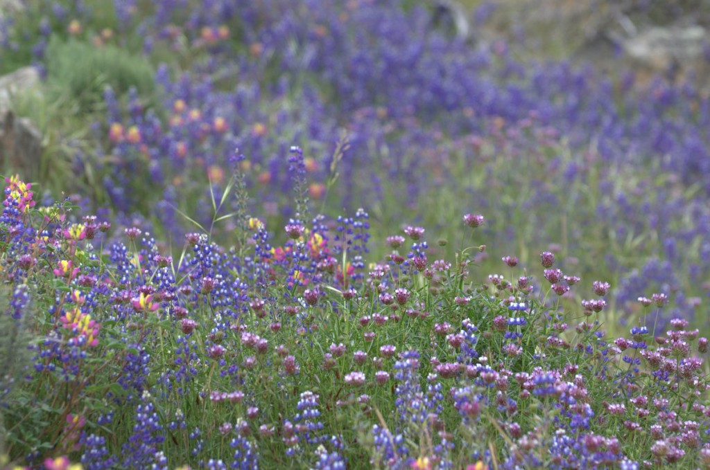 Flowers before the rain