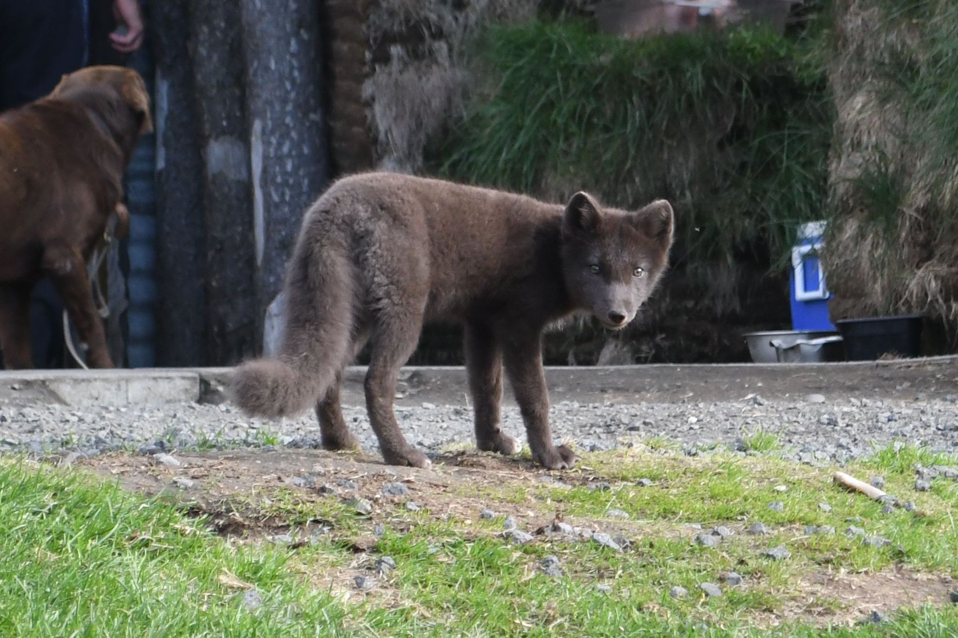 Arctic fox cub