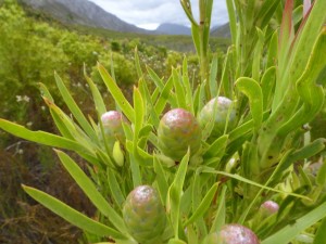 Fynbos, Kogelberg