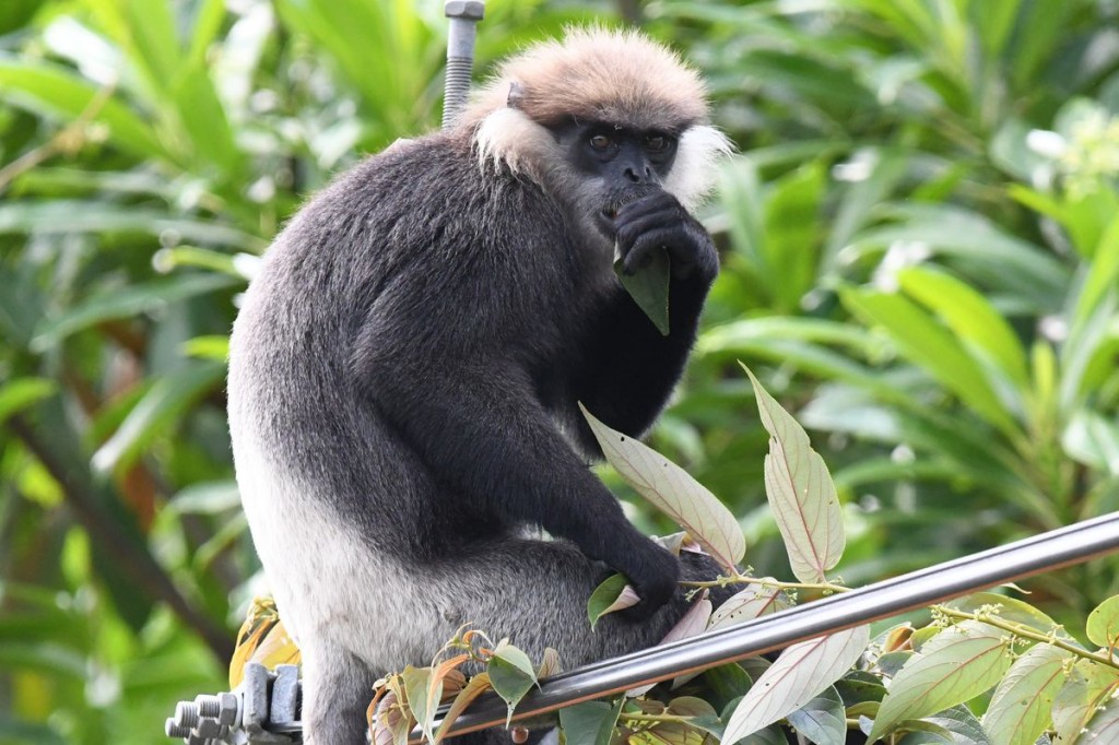 Purple faced leaf monkey