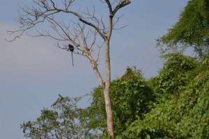 Hatinh langur 