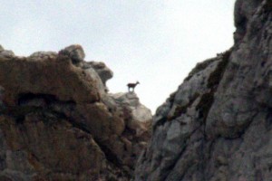 See? Ibex