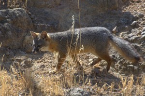 Santa Cruz island fox