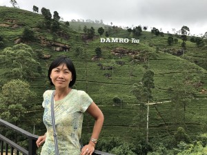 Tea covered hills
