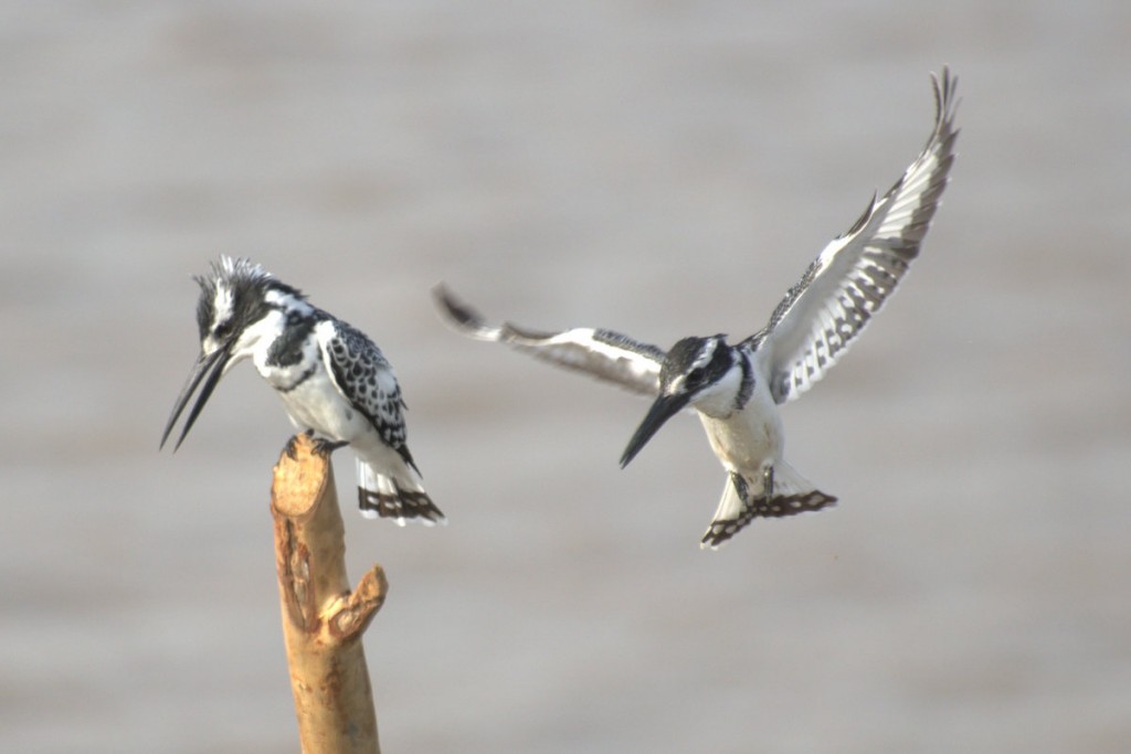Kingfishers