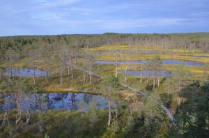 Raised bog