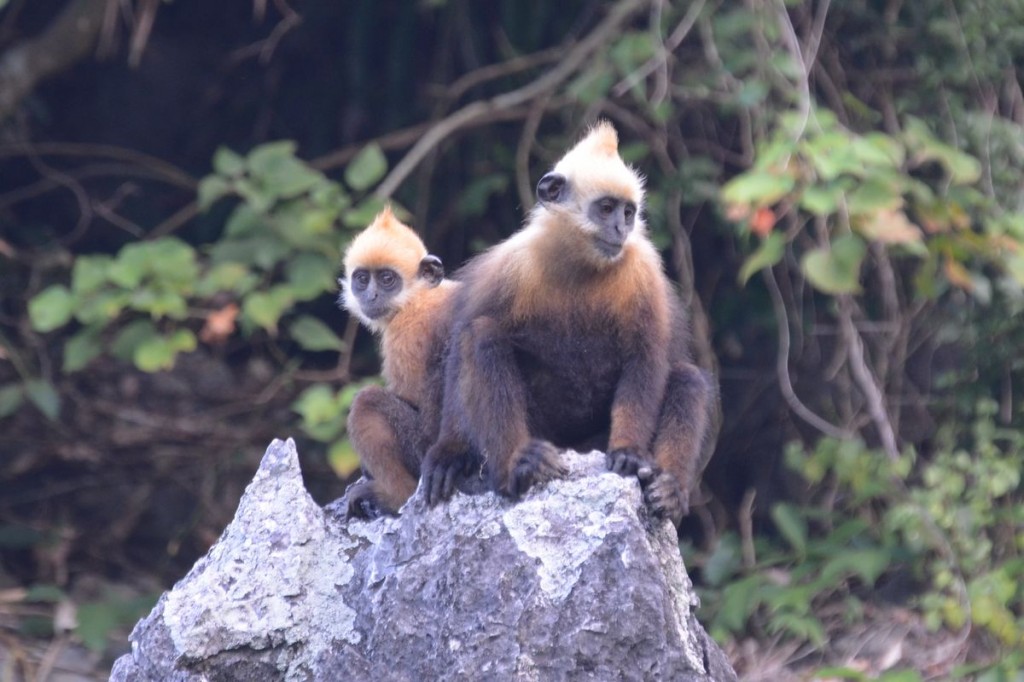 3% of the world's Cat Ba langurs