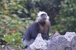 Cat Ba langur